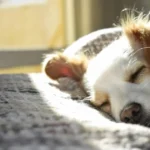 Lei de maus-tratos a animais: conheça e denuncie!