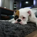 Novembro Azul Para Pets