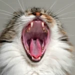 Parvovirose felina: conheça tudo sobre a doença!