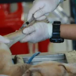 Vacinação para cães: quais vacinas são essenciais?