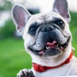 Verme do coração em cães: sobre dirofilariose