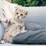 Exames cardíacos mais comuns para pets
