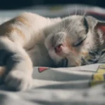 Gato doente: 7 sinais de alerta para você ficar de olho