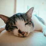 Doença do Trato Urinário Inferior dos Felinos
