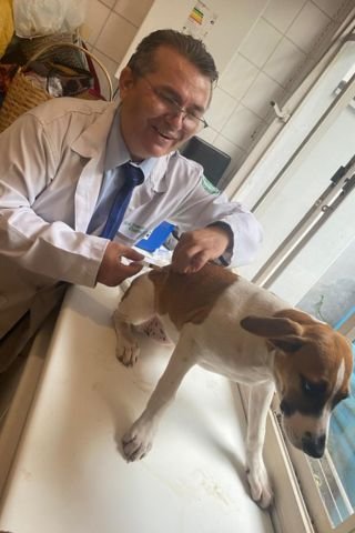 ChiquinhoVet_Vacinação