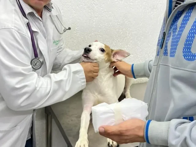 Vermífugo para Cães: Tudo o Que Você Precisa Saber para Proteger Seu Pet