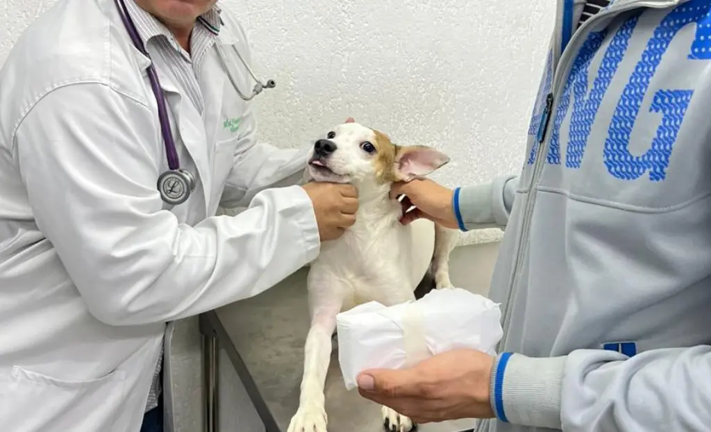 Vermífugo para Cães ChiquinhoVet