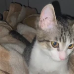 Doença do Trato Urinário Inferior dos Felinos (DTUIF): Um Guia Completo para Tutores