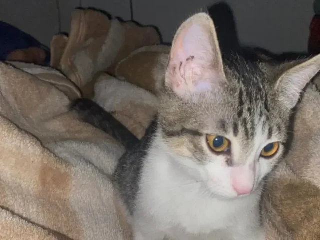Doença do Trato Urinário Inferior dos Felinos (DTUIF): Um Guia Completo para Tutores