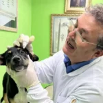 Como Aplicar Colírio Em Cães