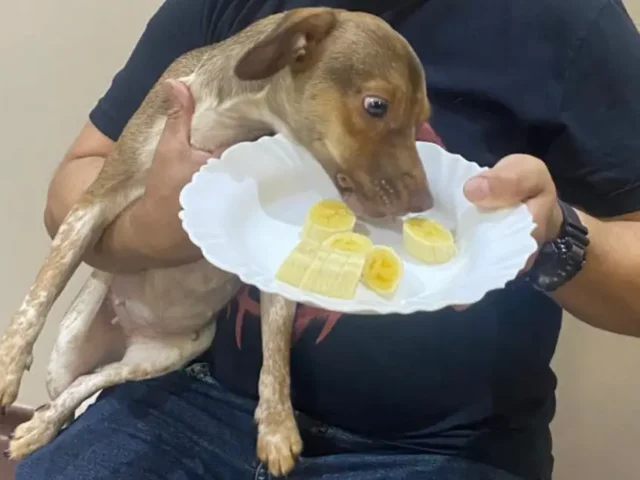 Alimentação saudável para cães: frutas, legumes e alimentos que devem ser evitados